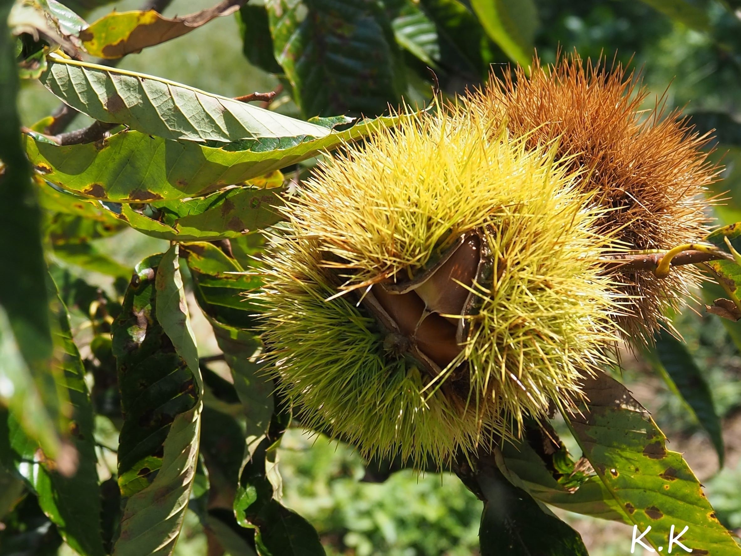 実りの秋 季節の植物 K K Note