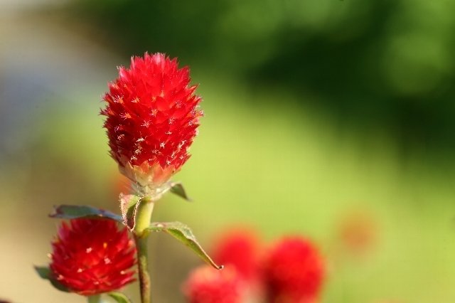 黄花千日紅 正三郎 Note 黄花千日紅 正三郎 Note