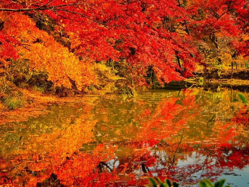 去年の京都府立植物園で見た紅葉。錦の帳が張られたようだった。