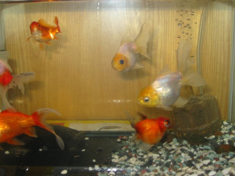 仲良し金魚 金魚に愛がある 柴田百合子 Note 仲良し金魚 金魚に愛がある 柴田百合子 Note