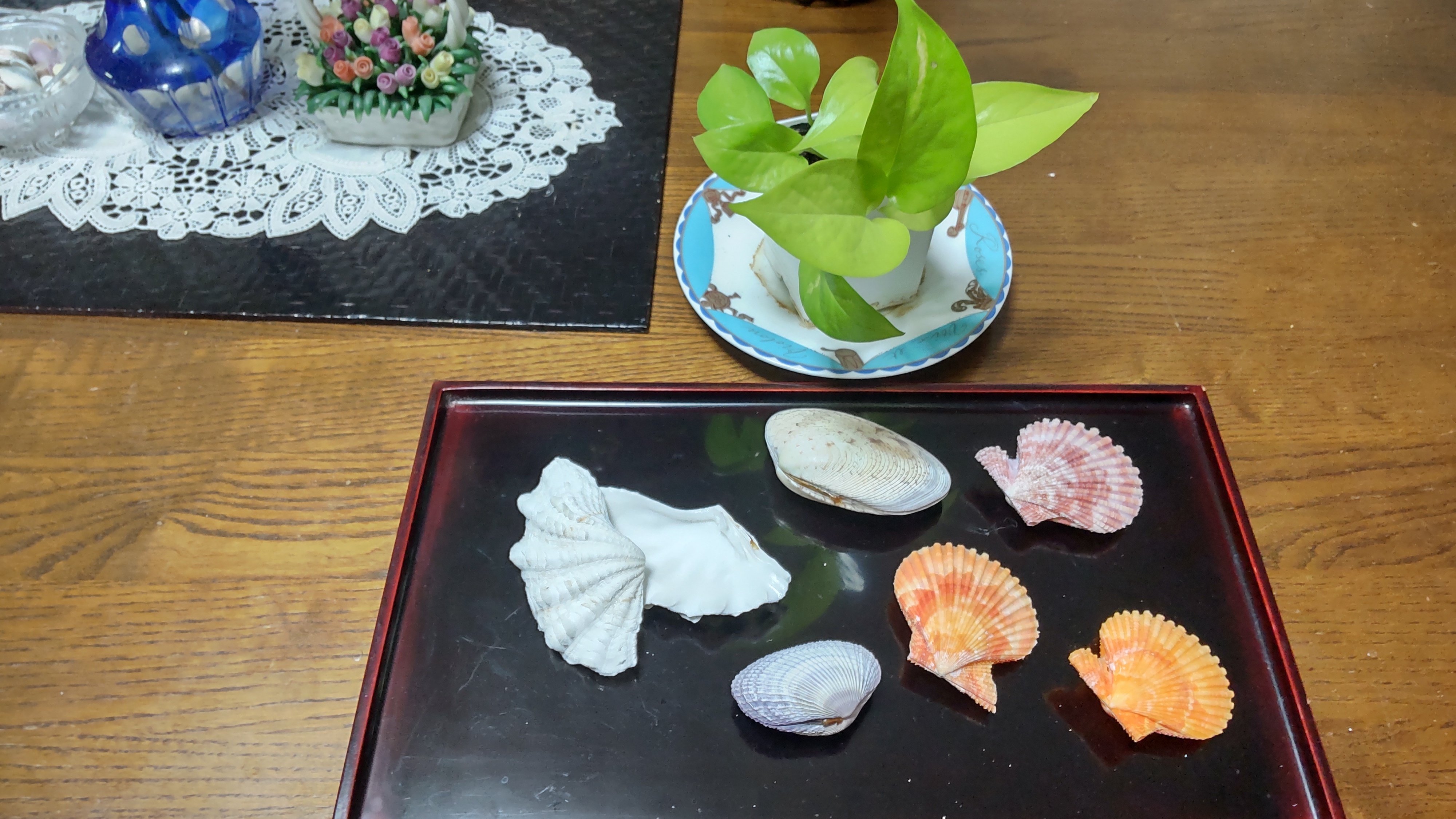 奄美の美しい貝殻 蒲公英工房 Note