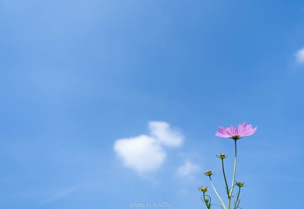 コスモスと青空