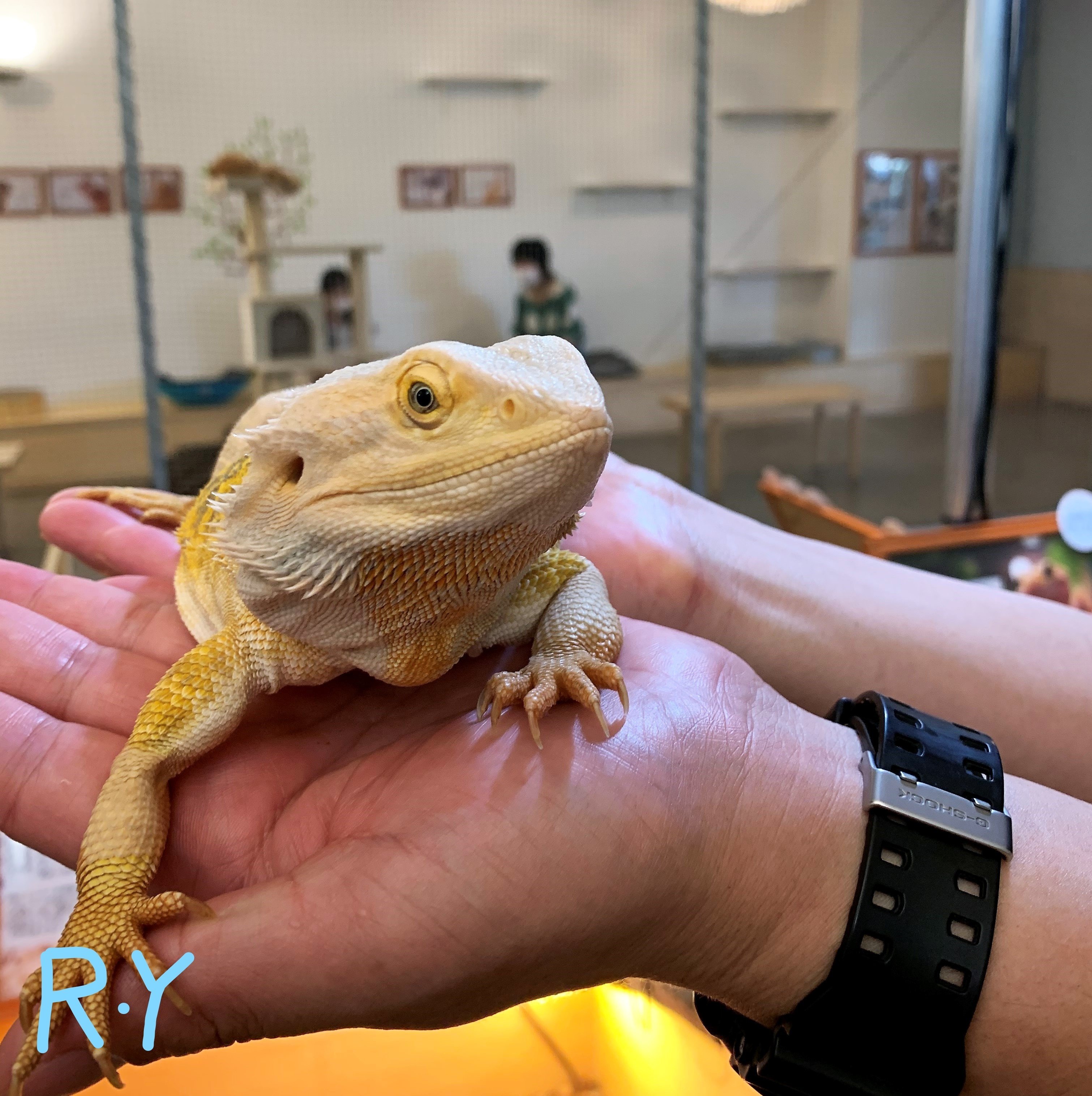 久々の投稿 ｶﾜ ｲｲ 動物写真集 Sustainable0712 Note