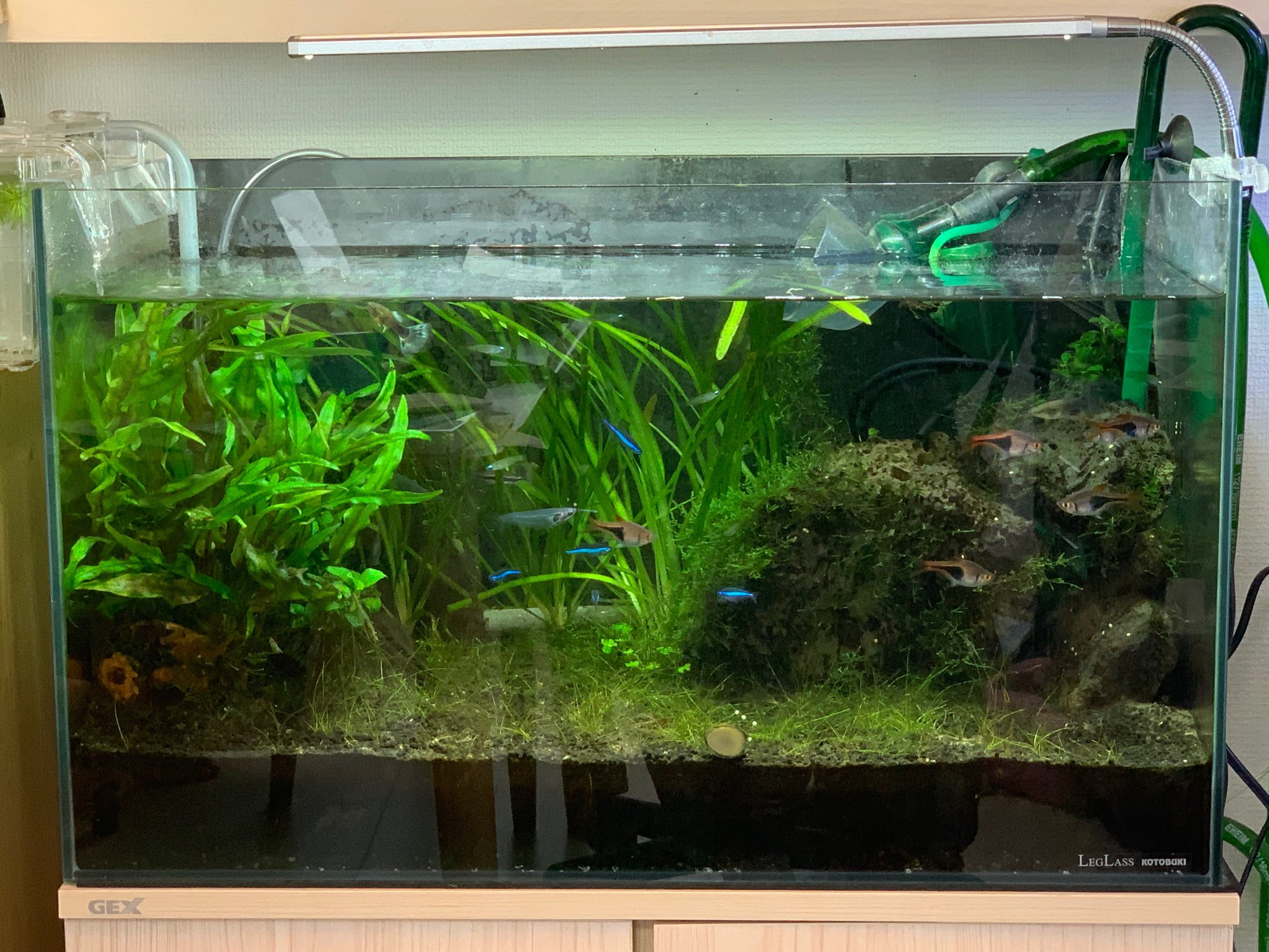 アクアリウムライフログ 001 熱帯魚水槽 Kanazawa Kimihiko Note アクアリウムライフログ 001 熱帯魚水槽 Kanazawa Kimihiko Note