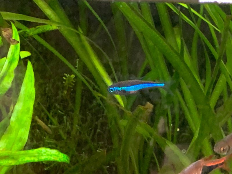 アクアリウムライフログ 001 熱帯魚水槽 Kanazawa Kimihiko Note