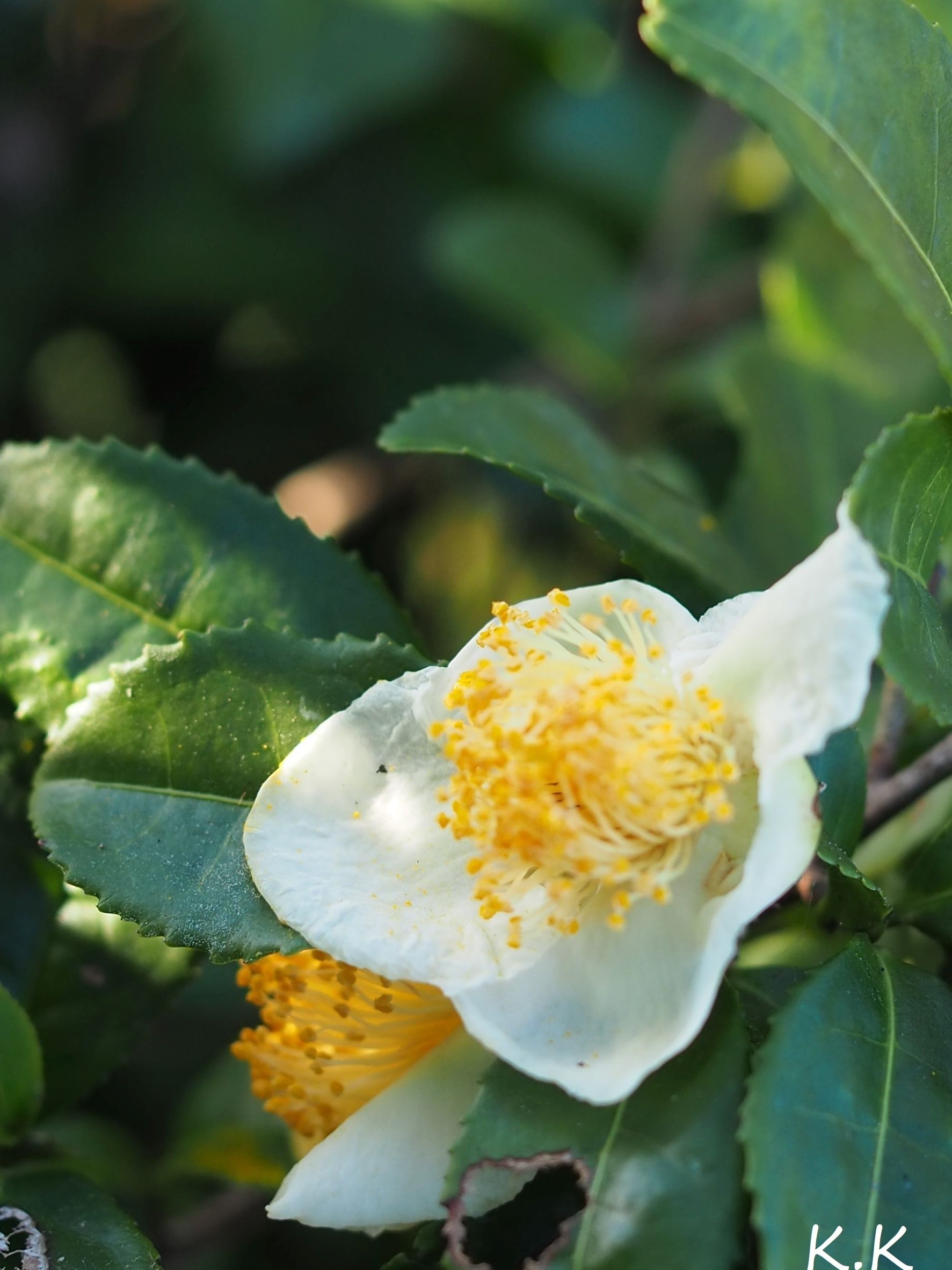 お茶の花 季節の植物 K K Note
