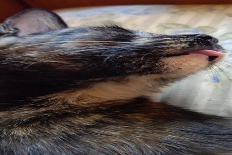 サビ猫カワイイ の新着タグ記事一覧 Note つくる つながる とどける