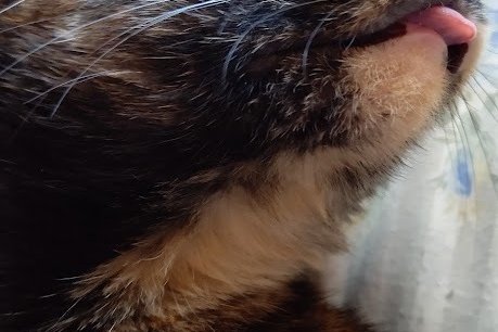 サビ猫カワイイ の新着タグ記事一覧 Note つくる つながる とどける サビ猫カワイイ の新着タグ記事一覧 Note つくる つながる とどける