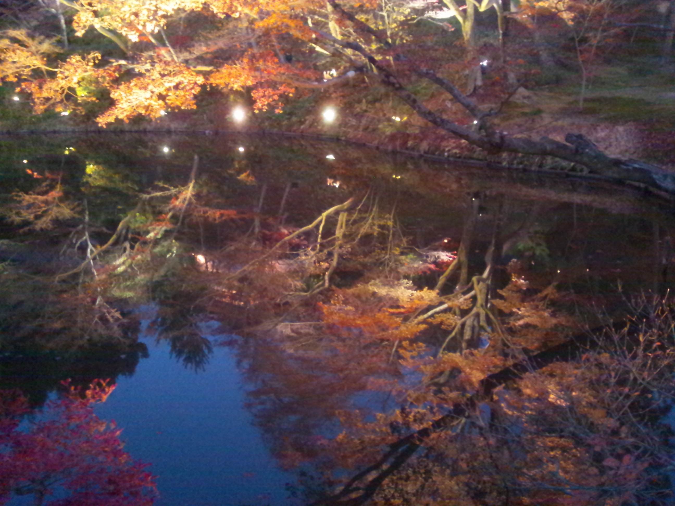 逆さ紅葉 高台寺ライトアップ 京都の思い出写真 写真 犬のしっぽヤモリの手 Note