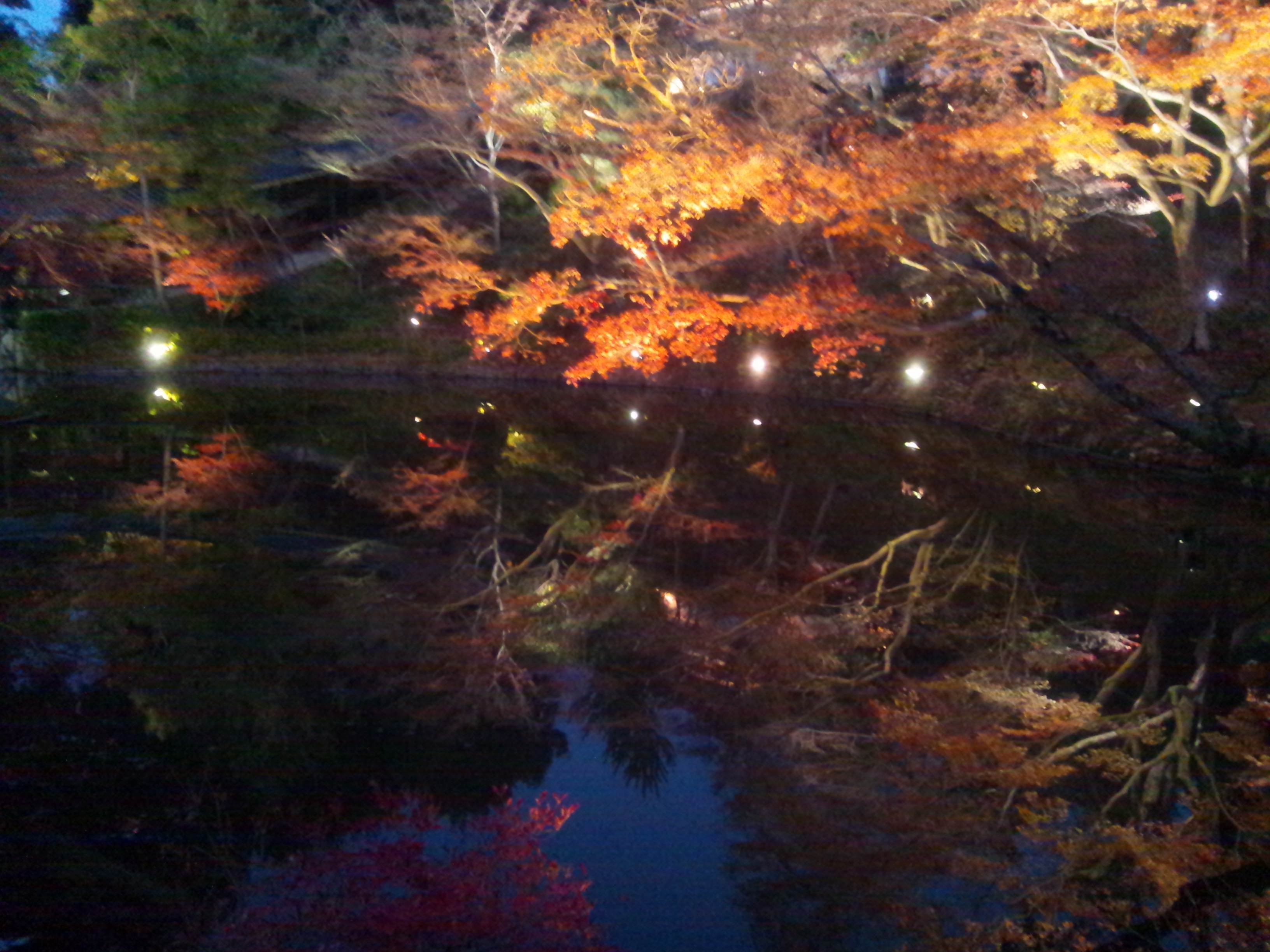 逆さ紅葉 高台寺ライトアップ 京都の思い出写真 写真 犬のしっぽヤモリの手 Note