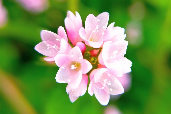 ミゾソバの花言葉は純粋 の新着タグ記事一覧 Note つくる つながる とどける ミゾソバの花言葉は純粋 の新着タグ記事一覧 Note つくる つながる とどける