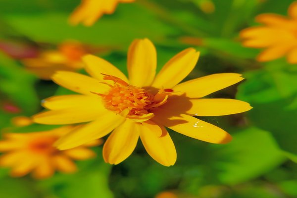 メランポジウムの花言葉は元気 の新着タグ記事一覧 Note つくる つながる とどける