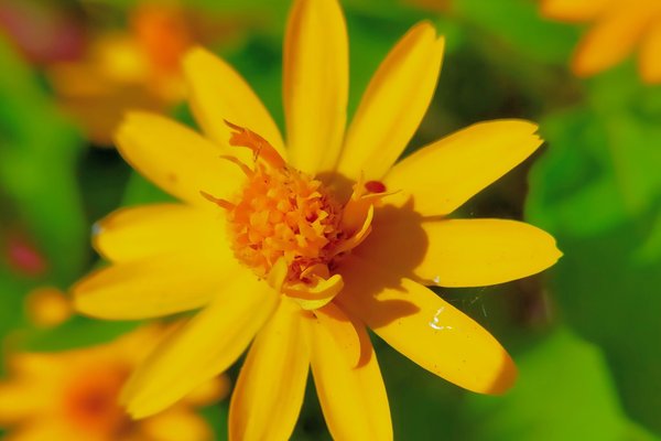 メランポジウムの花言葉は元気 の新着タグ記事一覧 Note つくる つながる とどける メランポジウムの花言葉は元気 の新着タグ記事一覧 Note つくる つながる とどける
