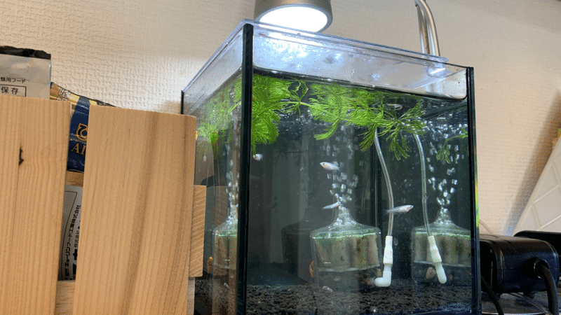 アクアリウムライフログ 002 メダカ稚魚水槽 Kanazawa Kimihiko Note アクアリウムライフログ 002 メダカ稚魚水槽 Kanazawa Kimihiko Note