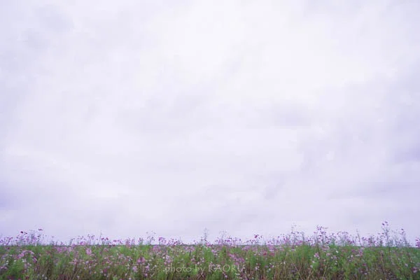 秋桜