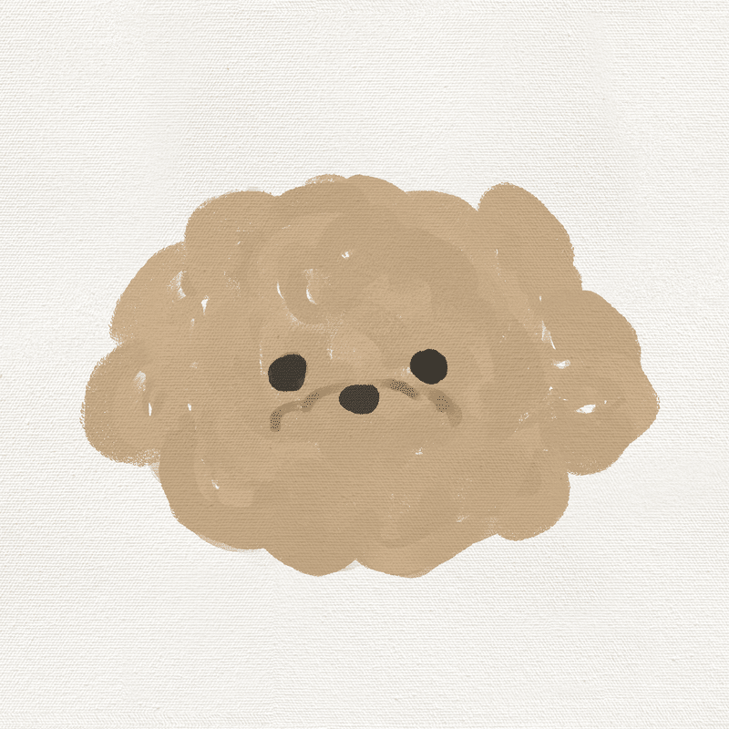 #20 toy poodle
