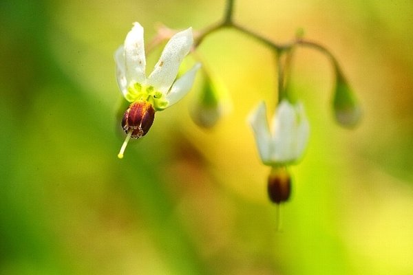 ヒヨドリジョウゴの花 の新着タグ記事一覧 Note つくる つながる とどける ヒヨドリジョウゴの花 の新着タグ記事一覧 Note つくる つながる とどける