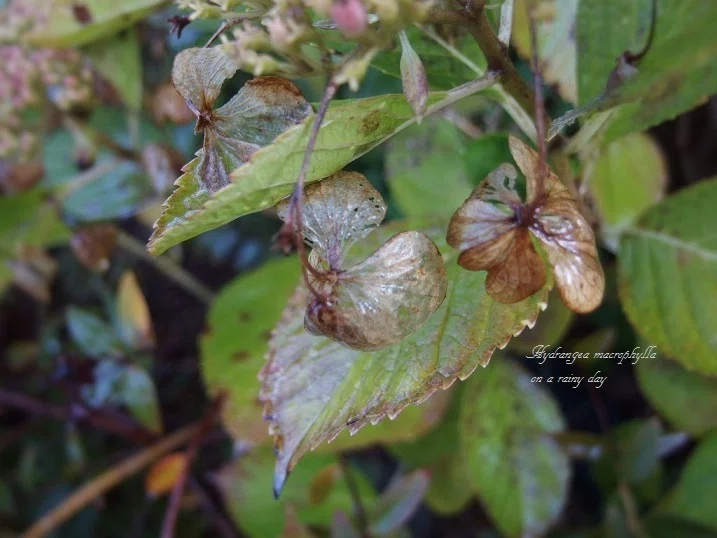 雨の雫の光 紫陽花 Glensamic 323 Note