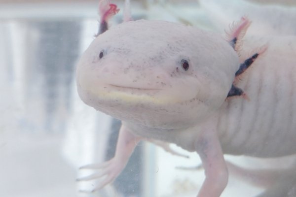 ウーパールーパー の新着タグ記事一覧 Note つくる つながる とどける ウーパールーパー の新着タグ記事一覧 Note つくる つながる とどける