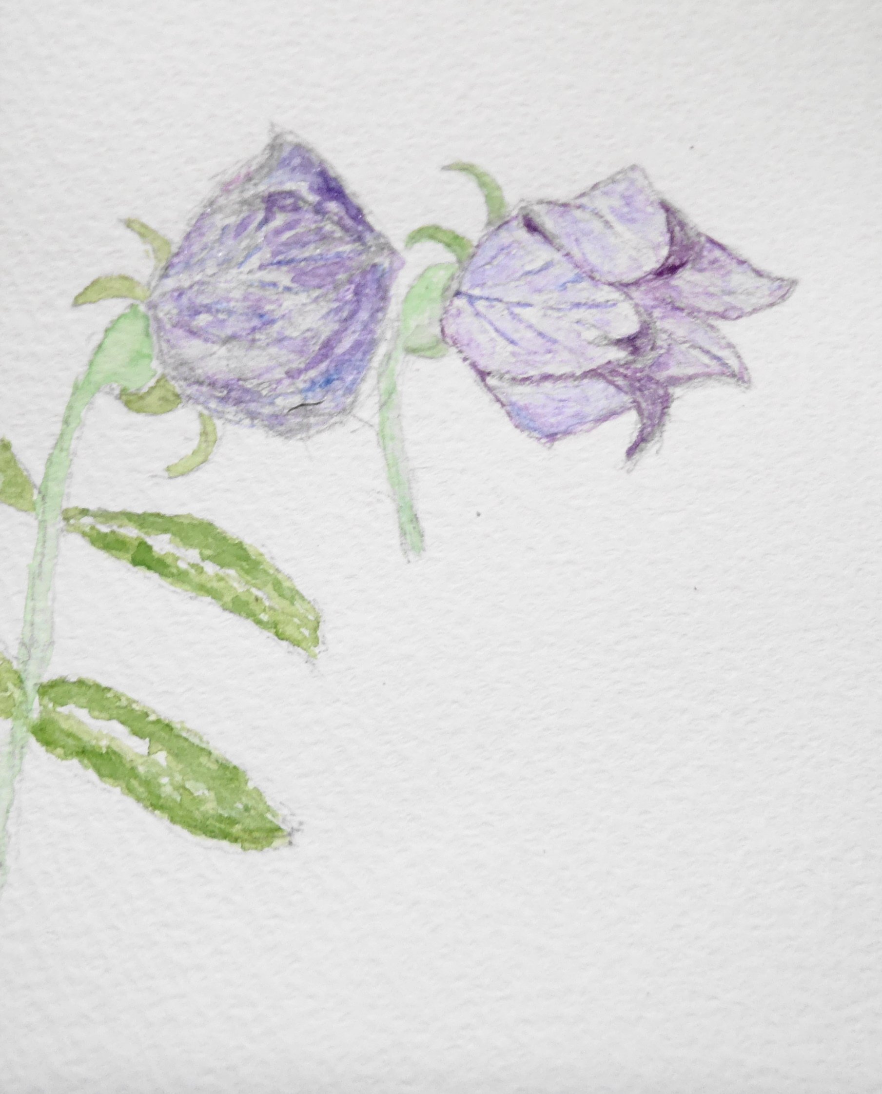 桔梗の花の開花 村の小人 Note 桔梗の花の開花 村の小人 Note