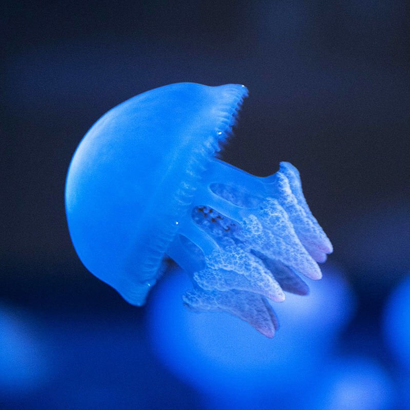 ジェリーと名の付くクラゲ｜Gelate（ジェレイト） 【6個セット】クラゲ