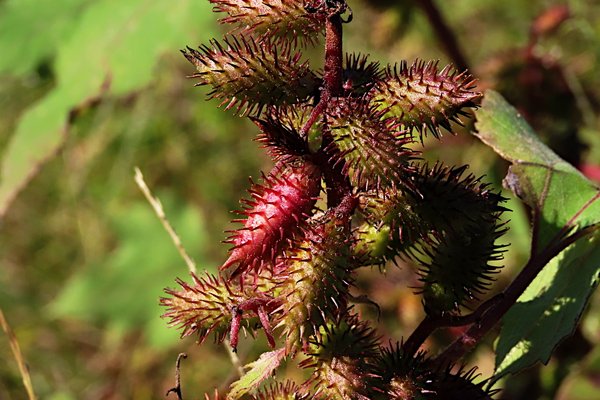オナモミ の新着タグ記事一覧 Note つくる つながる とどける オナモミ の新着タグ記事一覧 Note つくる つながる とどける