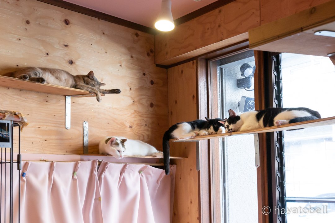 シェアハウス(u003d^・^u003d)|猫写真家 猫田晃広|note