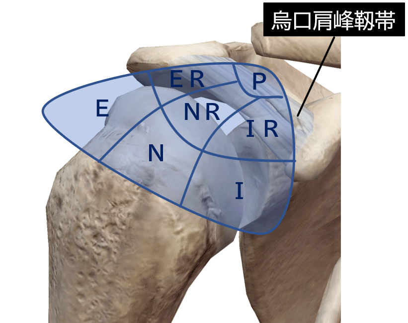 肩関節周囲炎についてとことん考えよう 肩関節のしくみから疼痛