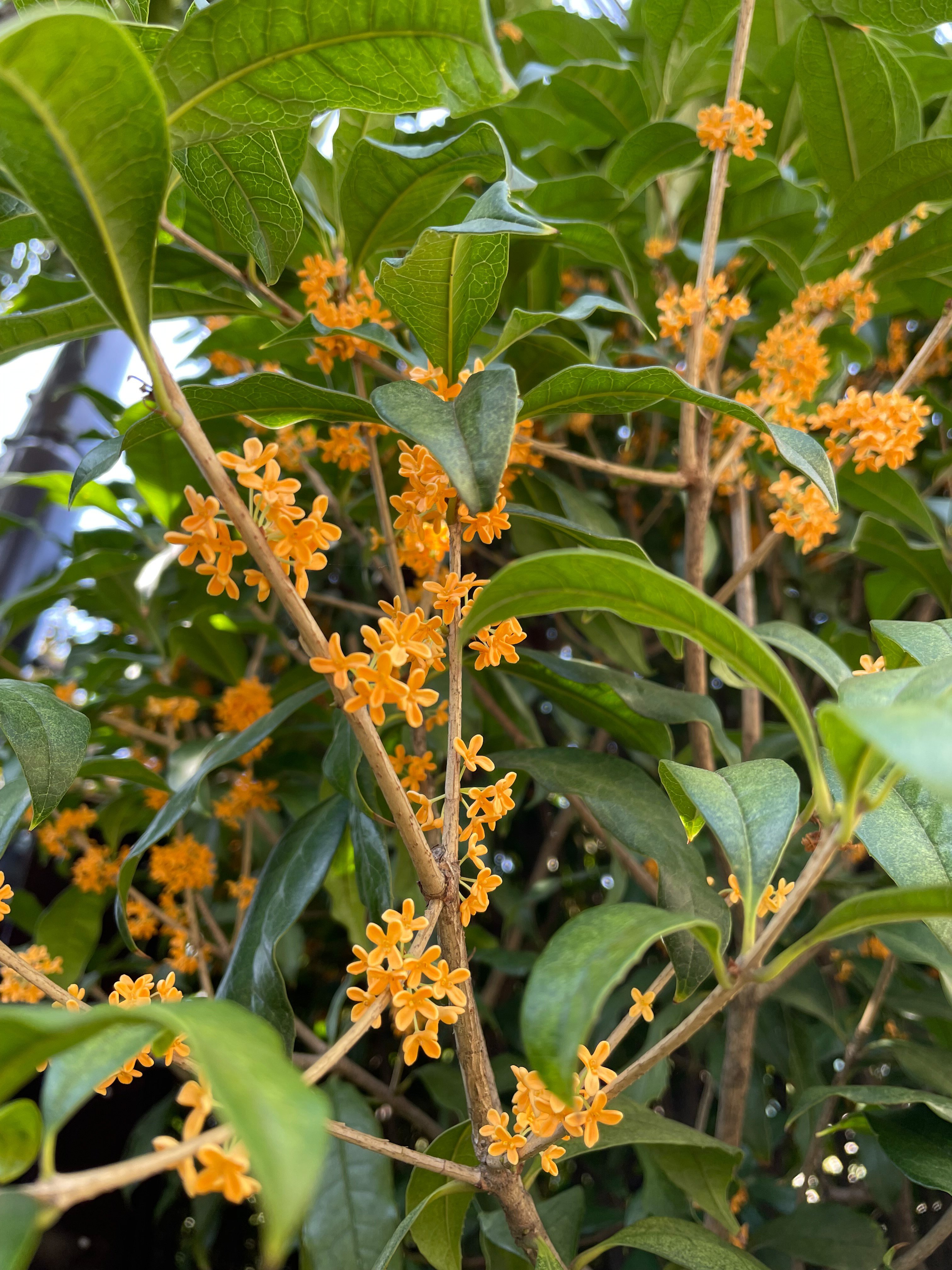 2期目 3期目のキンモクセイ 花と日々 Yas Note 2期目 3期目のキンモクセイ 花と日々 Yas Note