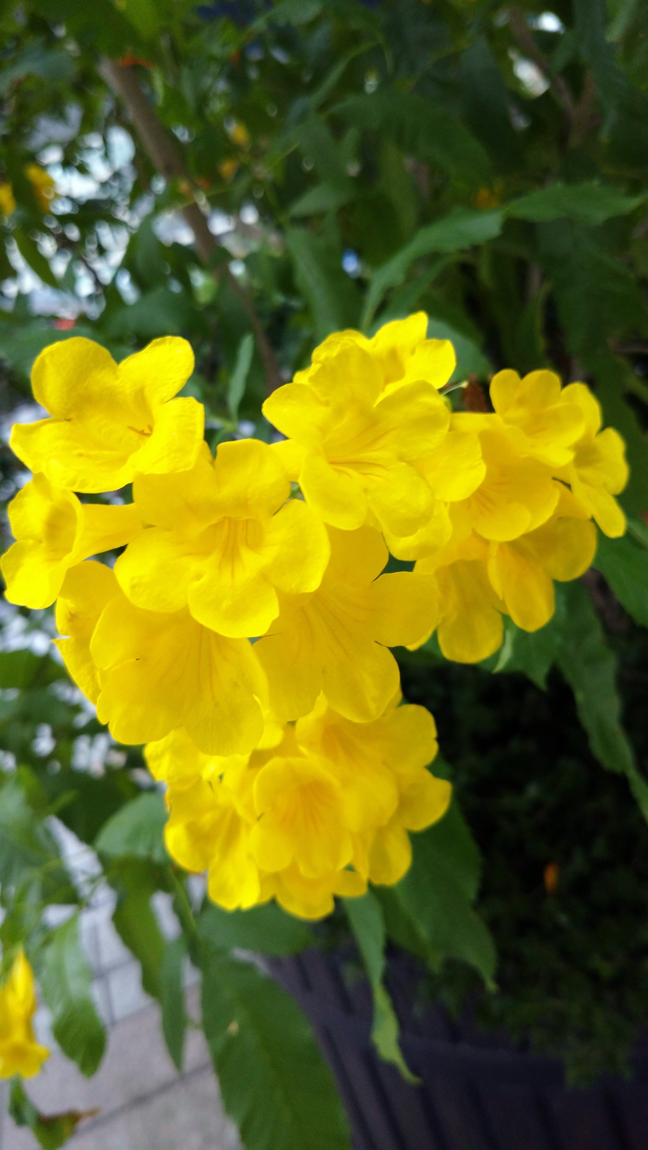 新しく出会った花 その５ 綾野花南 あやのはな Note