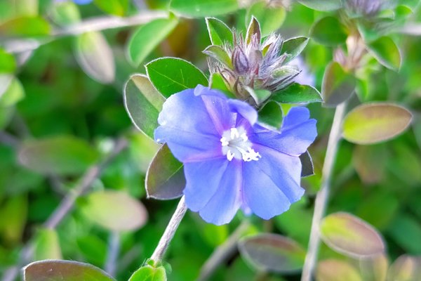 アメリカンブルーの花言葉少年の潔い心 の新着タグ記事一覧 Note つくる つながる とどける アメリカンブルーの花言葉少年の潔い心 の新着タグ記事一覧 Note つくる つながる とどける