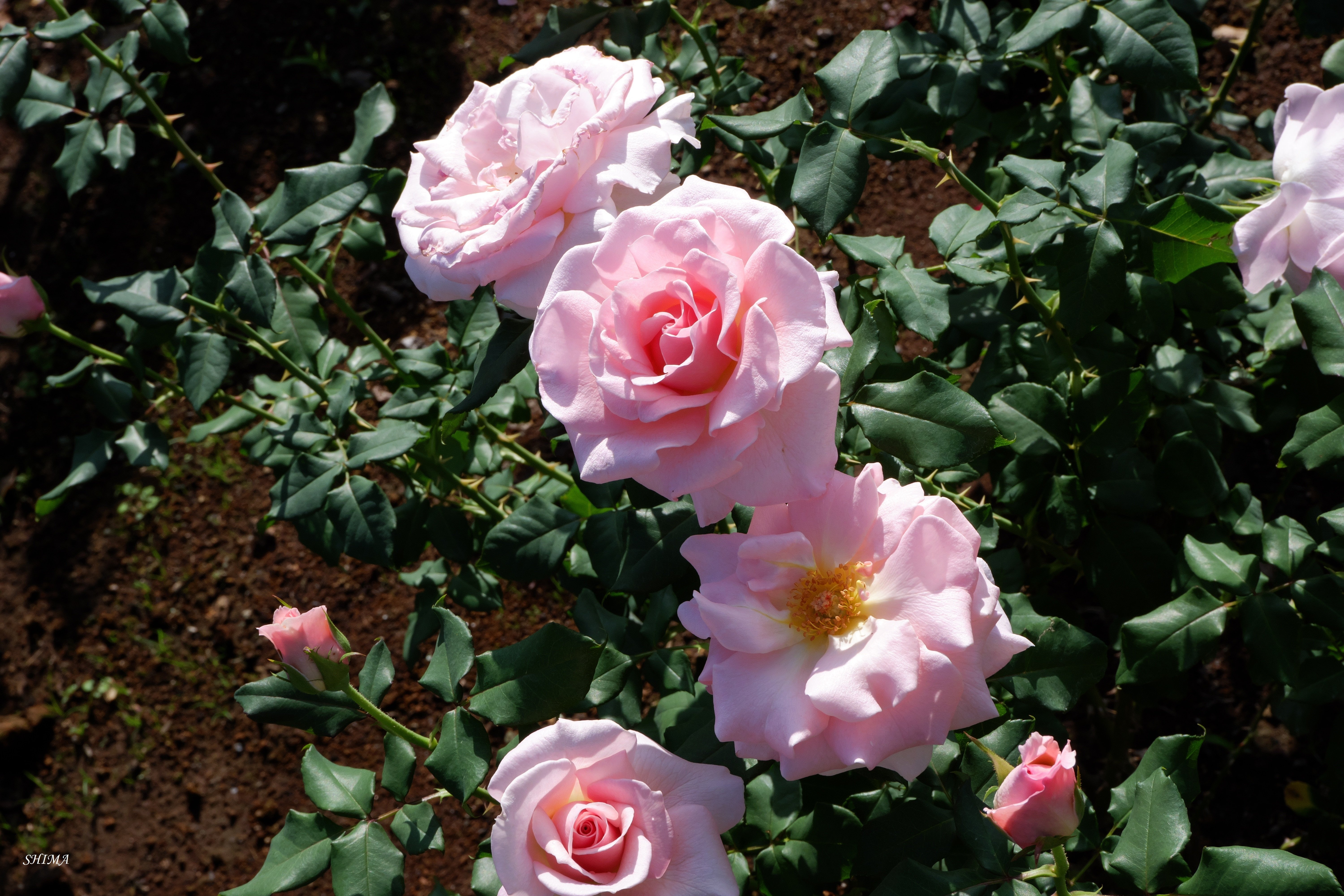 神代植物公園 バラ園 ６ しま Note