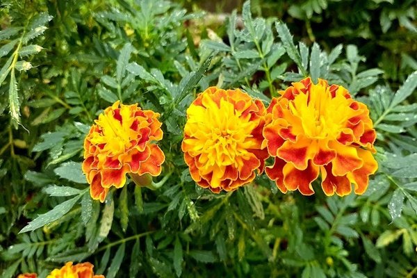 オレンジのマリーゴールドの花言葉は予言 の新着タグ記事一覧 Note つくる つながる とどける