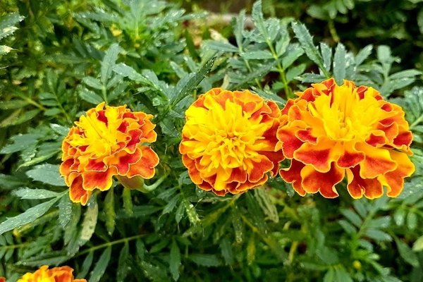 オレンジのマリーゴールドの花言葉は予言 の新着タグ記事一覧 Note つくる つながる とどける オレンジのマリーゴールドの花言葉は予言 の新着タグ記事一覧 Note つくる つながる とどける