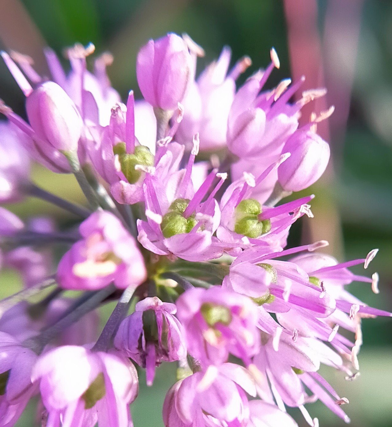 おはようございます 野を癒し ヤマラッキョウや 花ふわり ﾟ ﾟ ﾟ 望美 写真 3d弁当 ガーデン弁当 Note