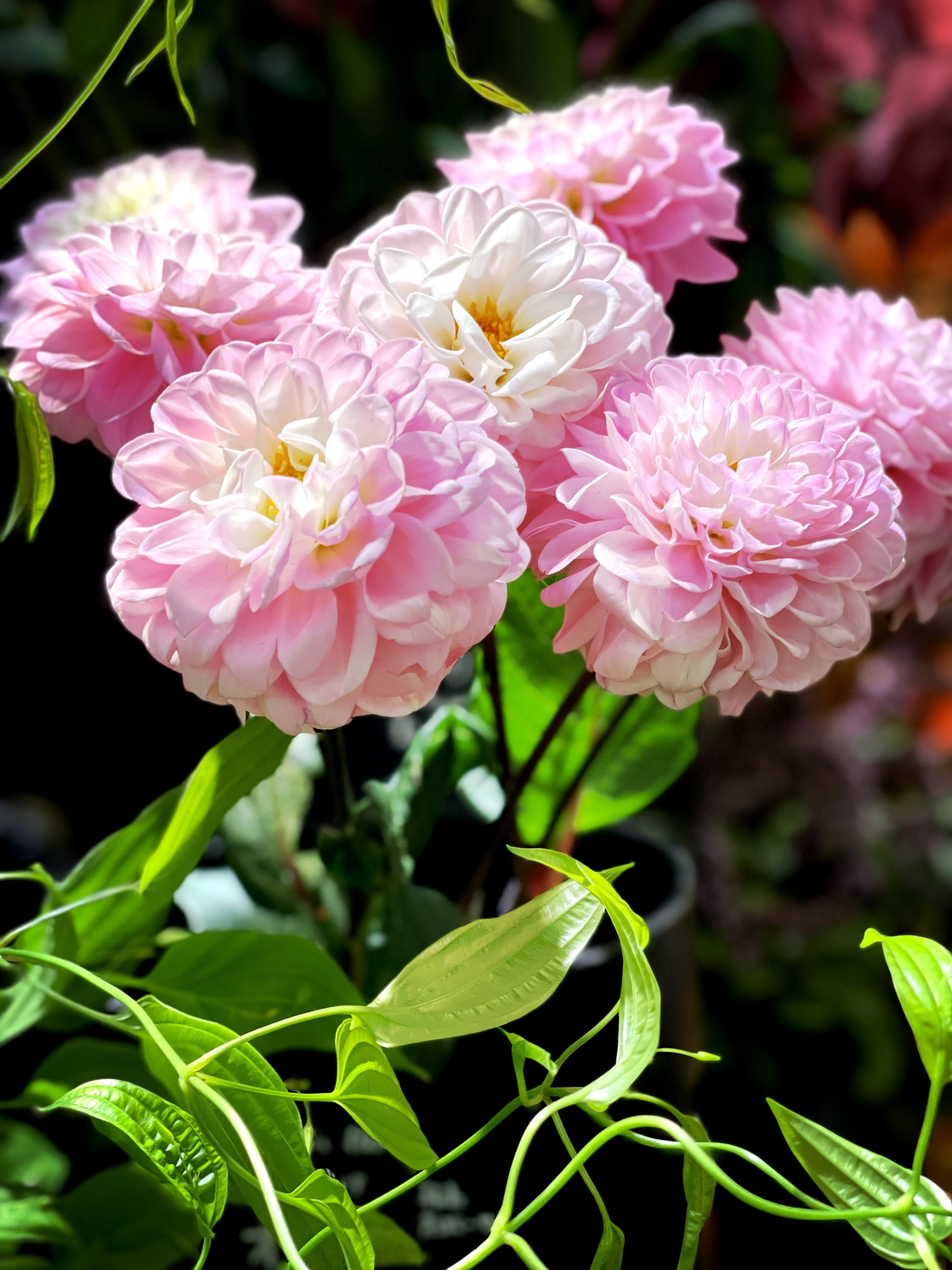 ダリア オズの魔法使い きんさん Note