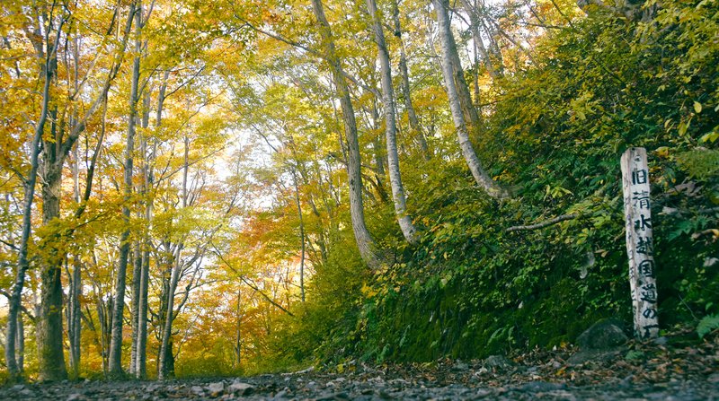 錦繍の紅葉に優しく包まれる現役の国道（国道291号）．