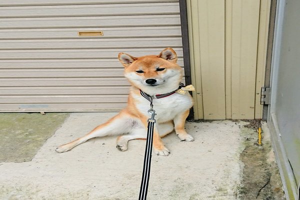 散歩を嫌がる犬 の新着タグ記事一覧 Note つくる つながる とどける