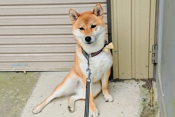 散歩を嫌がる犬 の新着タグ記事一覧 Note つくる つながる とどける 散歩を嫌がる犬 の新着タグ記事一覧 Note つくる つながる とどける
