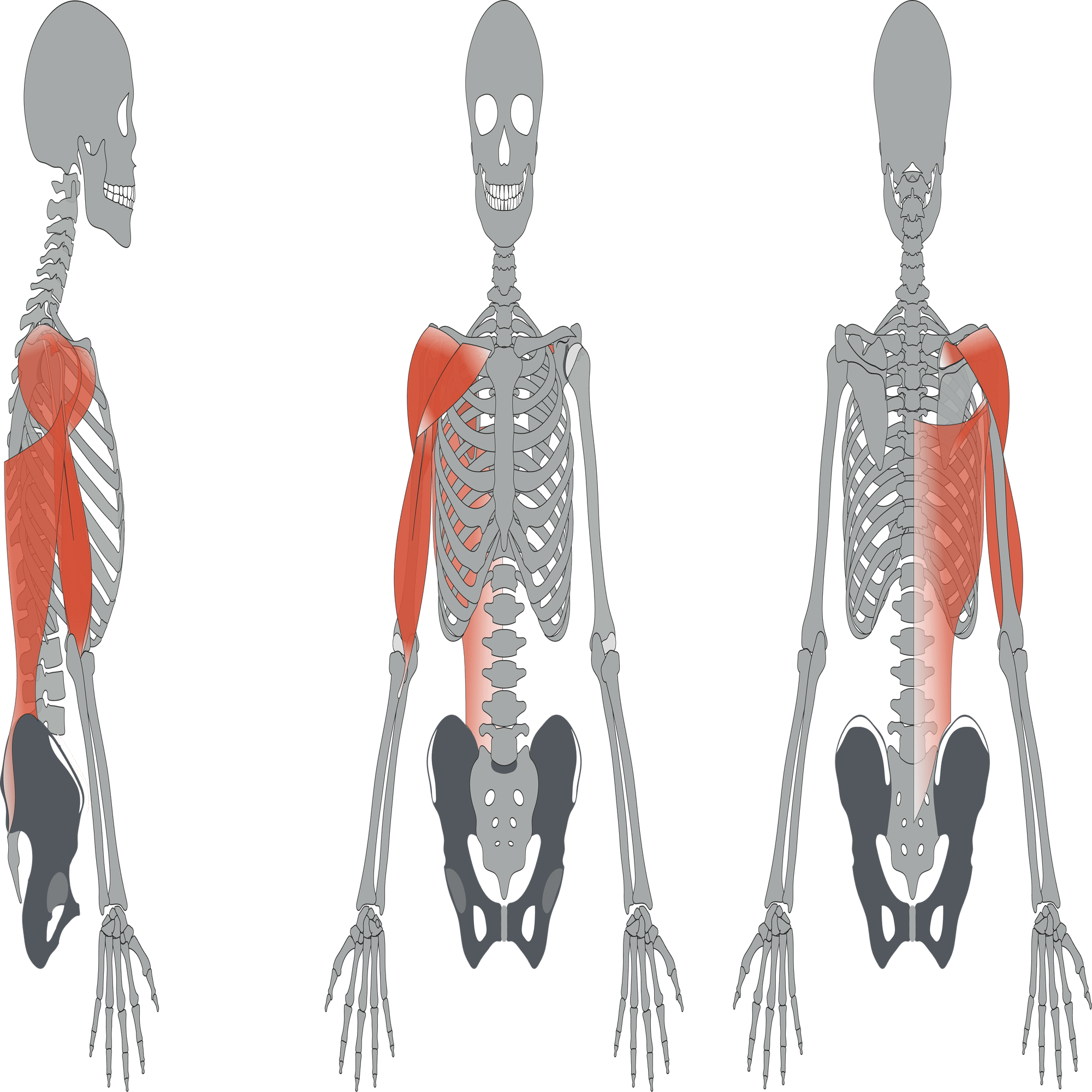肩関節のバイオメカニクスと運動連鎖に基づく治療的評価法 屈曲 外転動作時痛のアプローチ５選 サブスク 理学療法士による理学療法士のためのnote Note