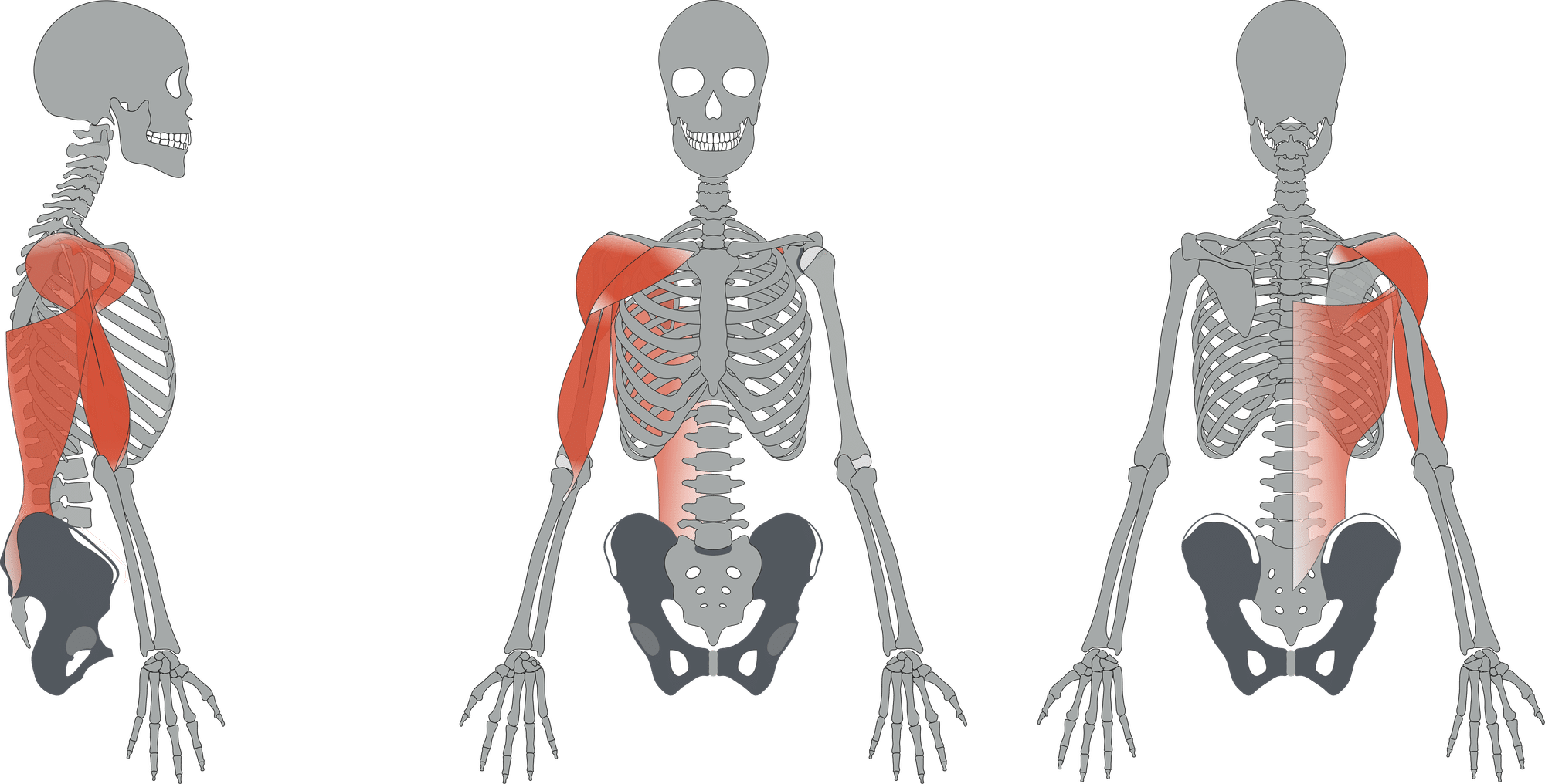 肩関節のバイオメカニクスと運動連鎖に基づく治療的評価法 屈曲 外転動作時痛のアプローチ5選 サブスク 理学療法士による理学療法士のためのnote Note 肩関節のバイオメカニクスと運動連鎖に基づく治療的評価法 屈曲 外転動作時痛のアプローチ5選 サブスク 理学療法士による理学療法士のためのnote Note