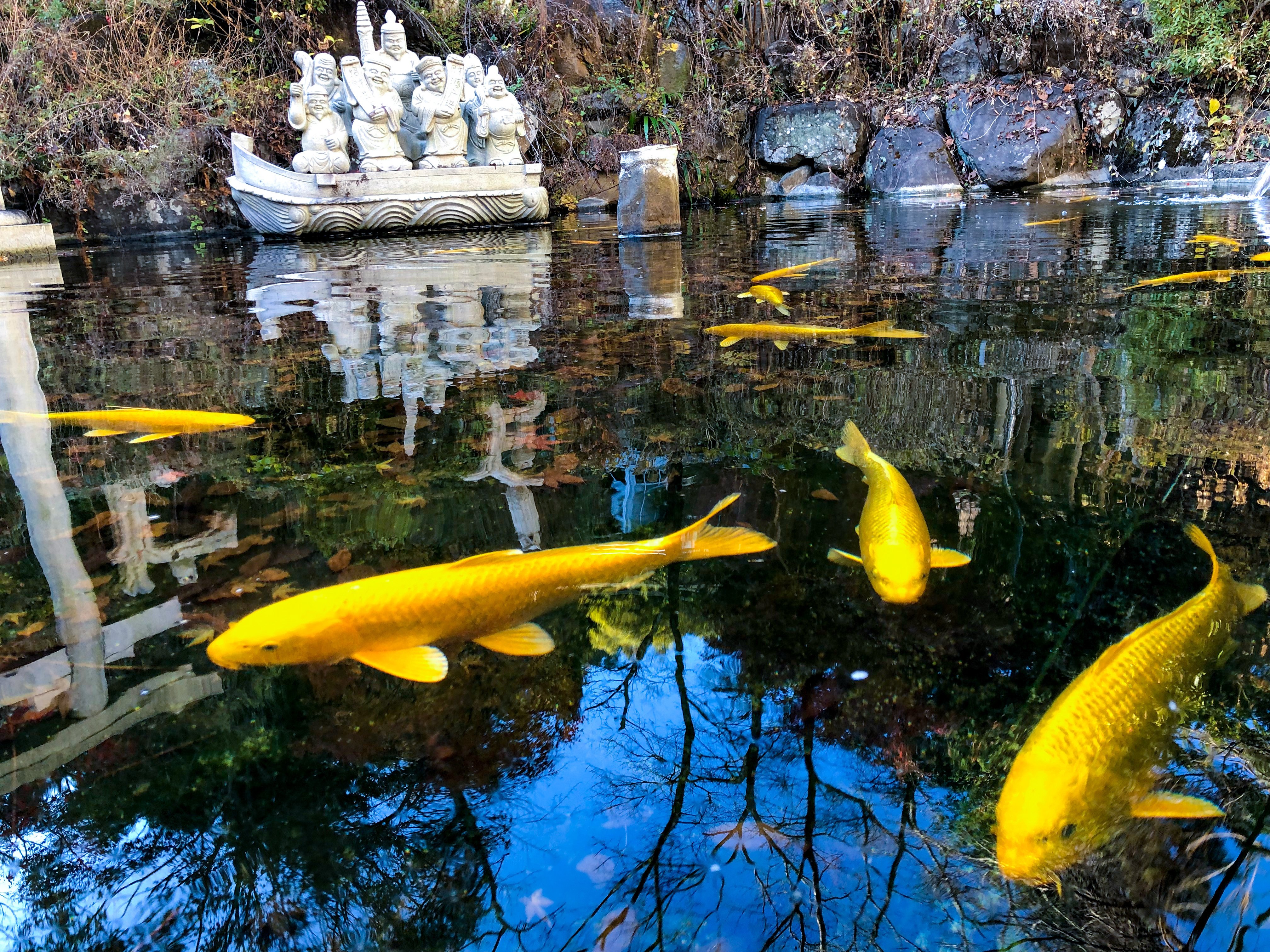 金運の上がる鯉｜しげさん