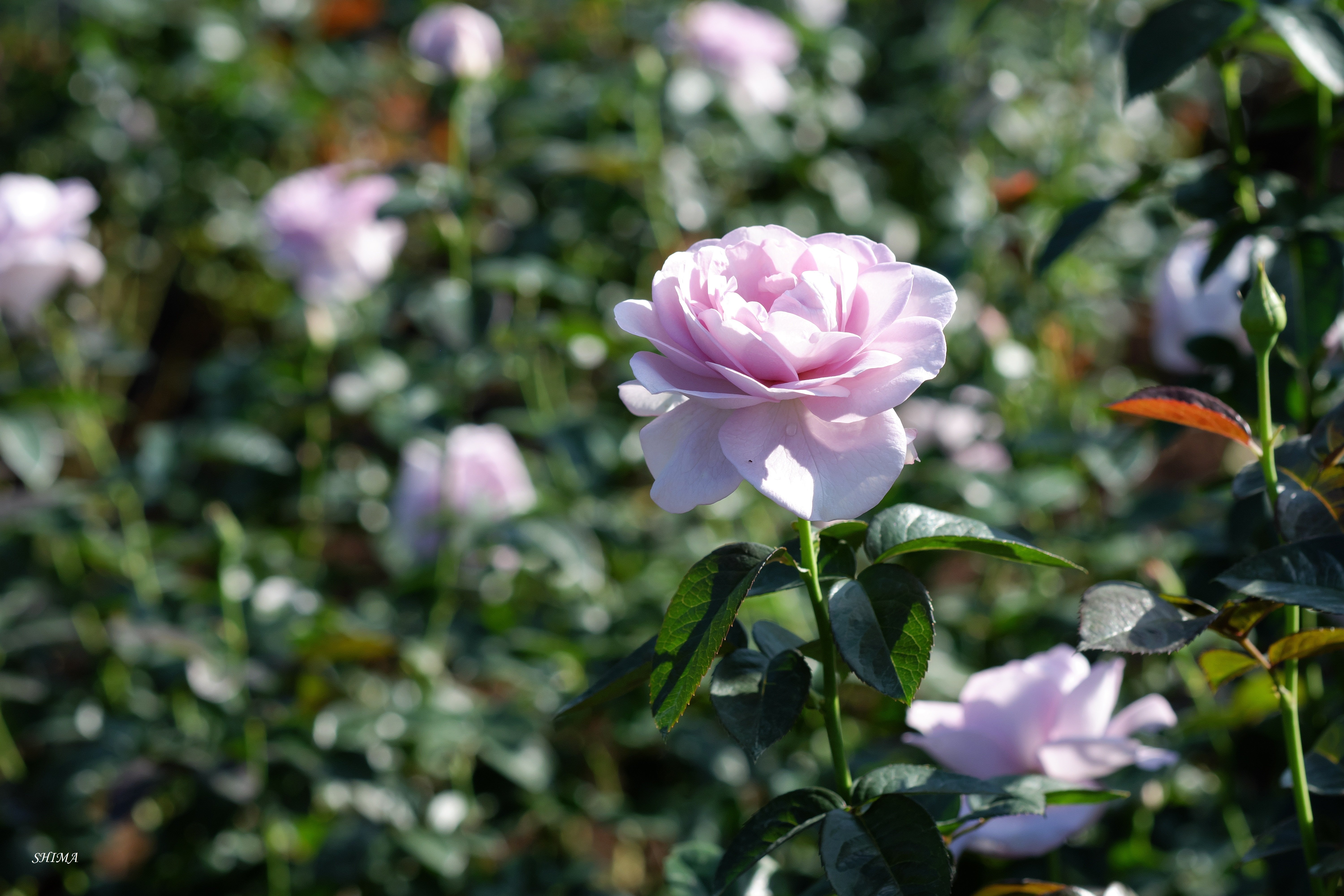 神代植物公園 バラ園 ７ しま Note