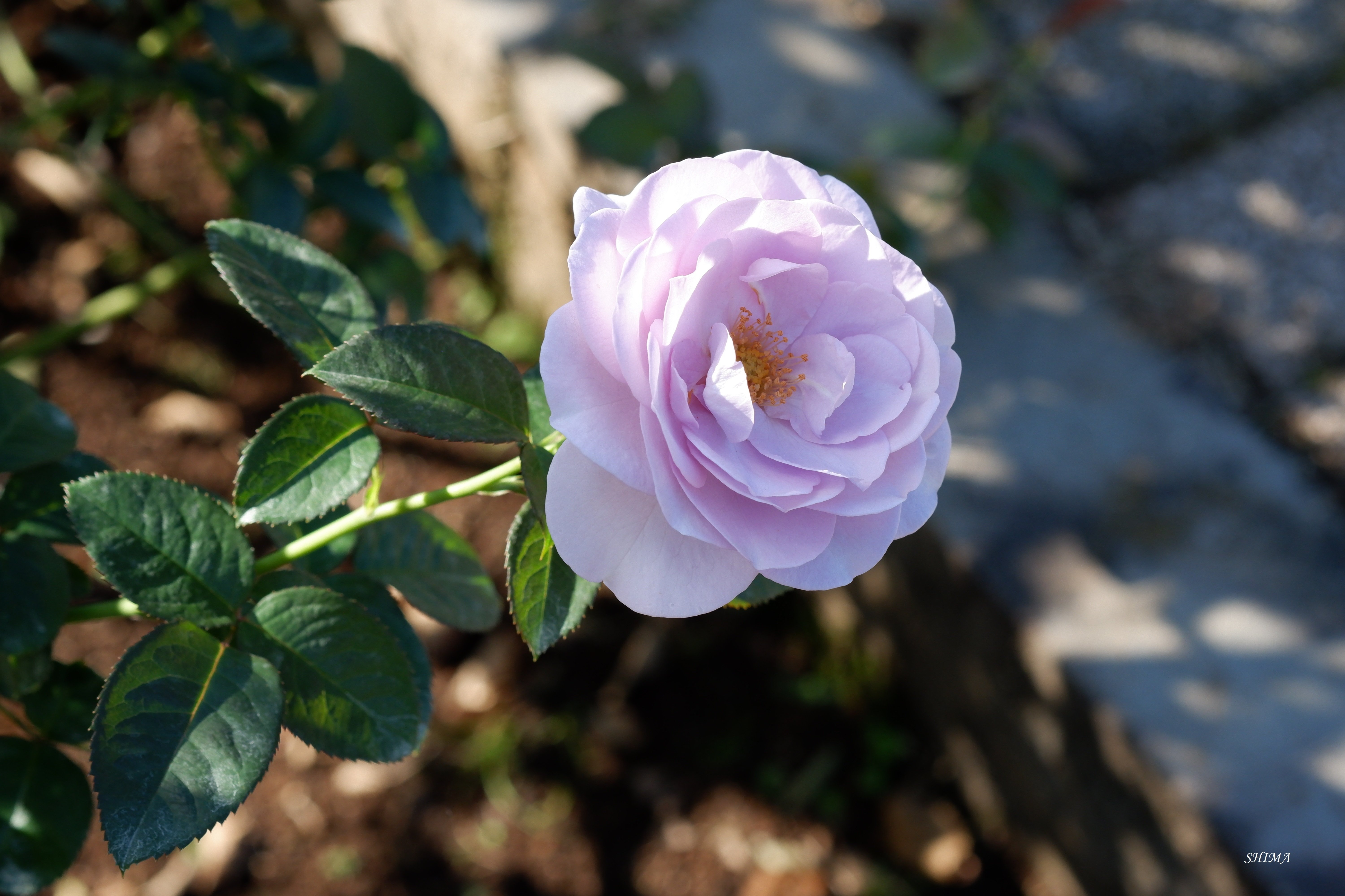 神代植物公園 バラ園 ７ しま Note