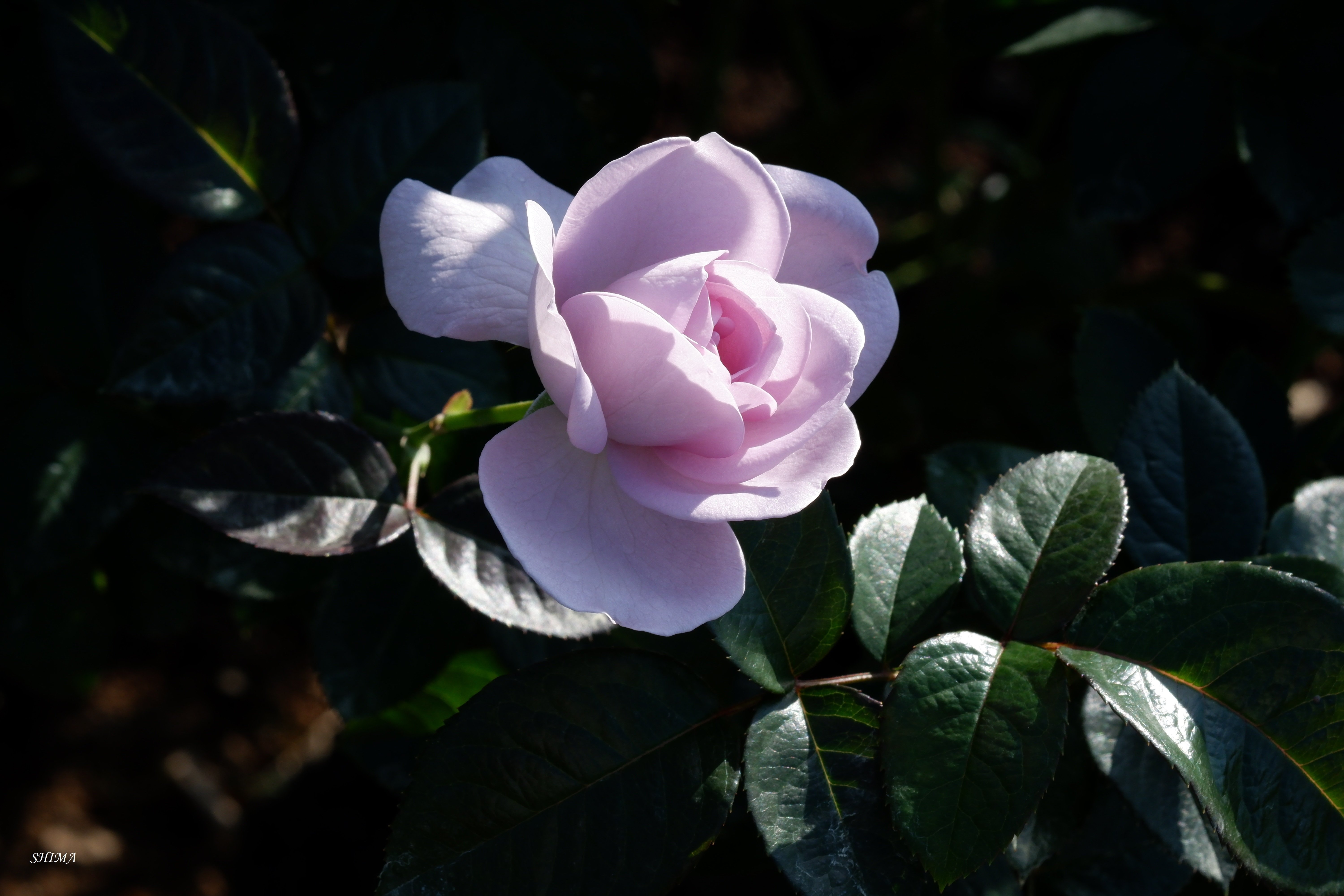 神代植物公園 バラ園 ７ しま Note