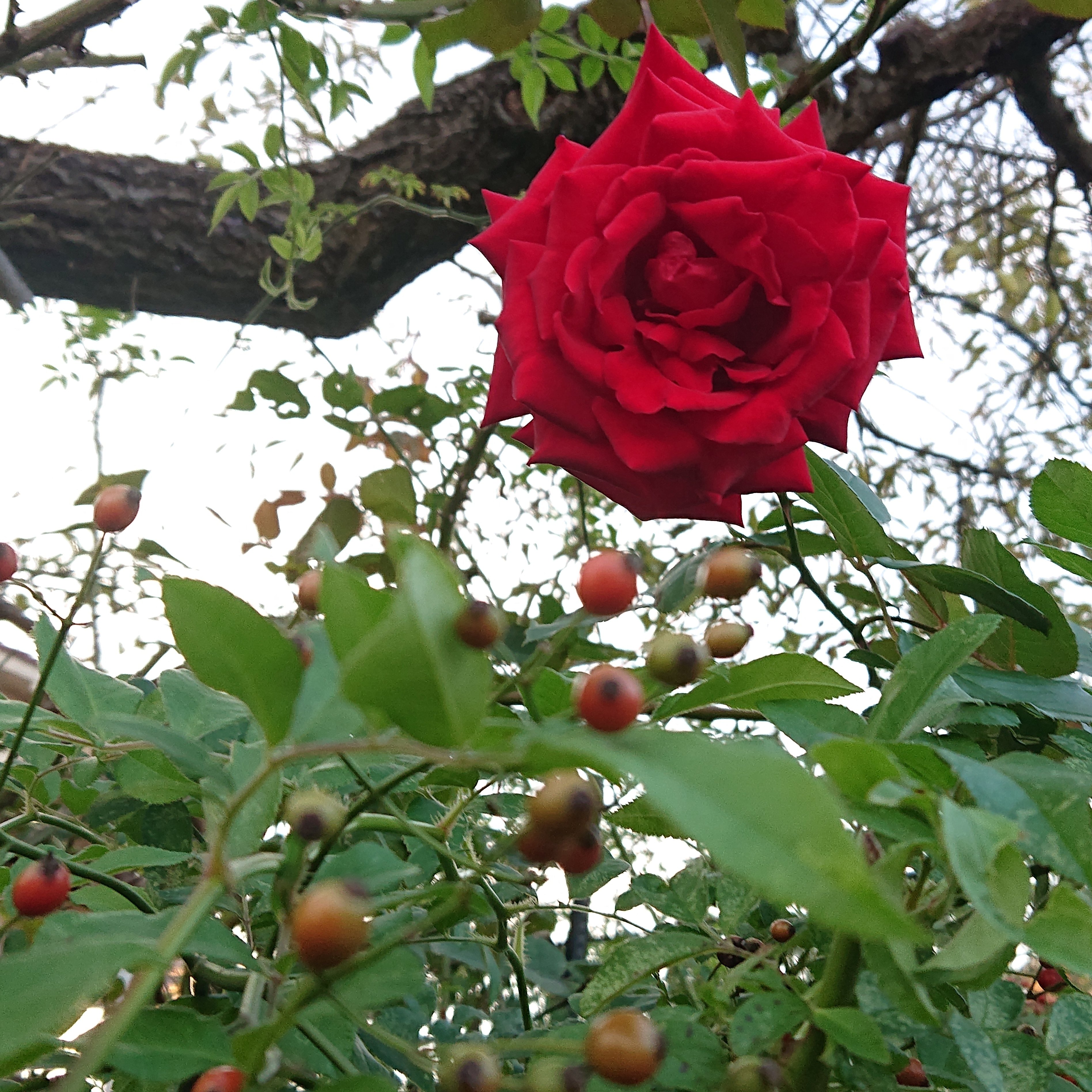 四季の風景 ねね 杏寿 旧ひまわり 洋ちゃん Note