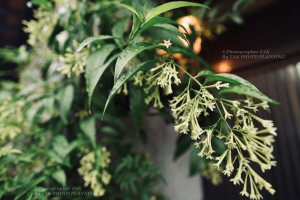 夜香木 の新着タグ記事一覧 Note つくる つながる とどける 夜香木 の新着タグ記事一覧 Note つくる つながる とどける