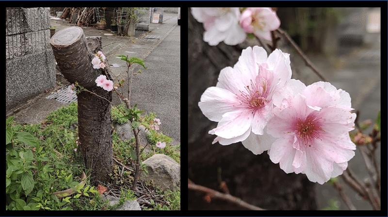 これは 以前 Facebookに投稿した写真です。そして、こんなメッセージを添えました。『季節外れの満開の桜を見つけました。満開と言っても ほんの十輪ほど。少しせつなくて 少し温かい気持ちのする桜です。 これまで、毎年、人々を楽しませ 癒してきた桜。何らかの理由で切らねばならなかったのでしょう。その根元に 新しい生命を 誰かが植えてくれたのだと思います。きっと これからは この桜が、春になると 人々を楽しませ 癒してくれることでしょう。』と