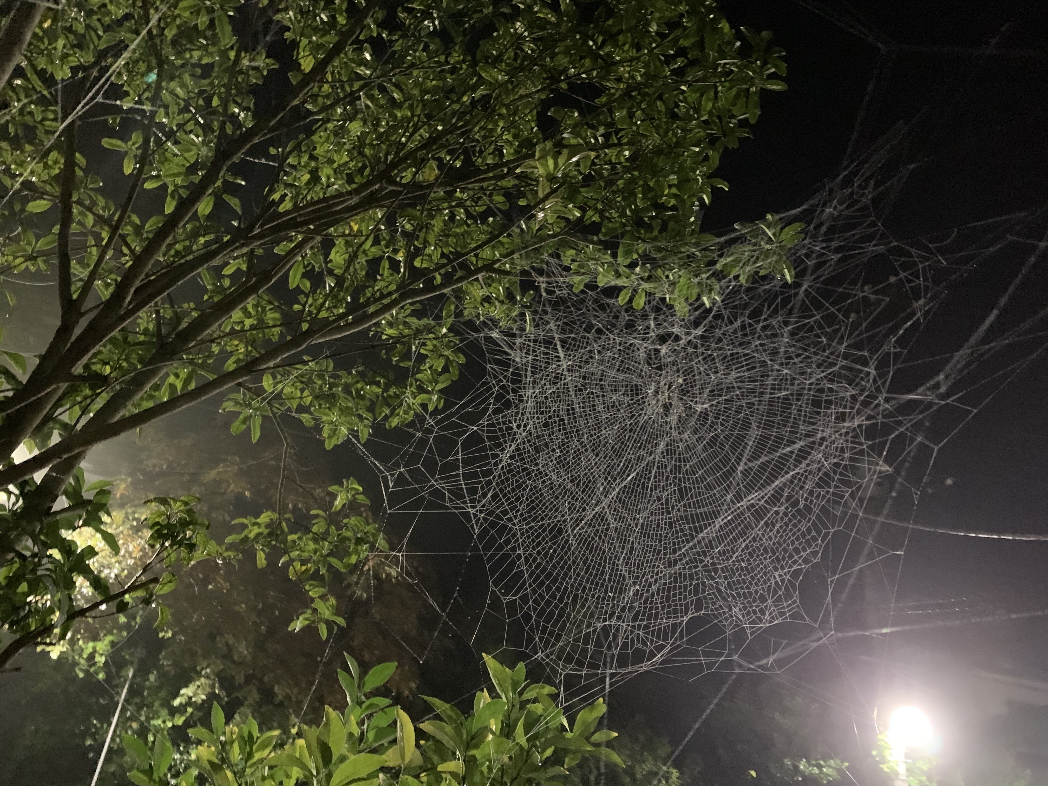 蜘蛛の巣 Vivi Note