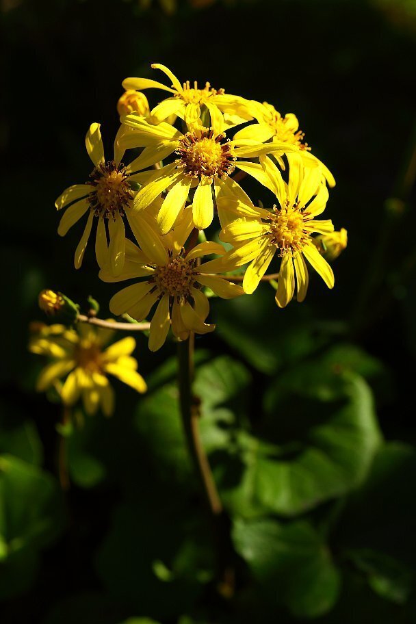 石蕗の花 正三郎 Note